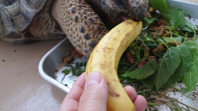 アルダ君は🍌丸ごと1個です