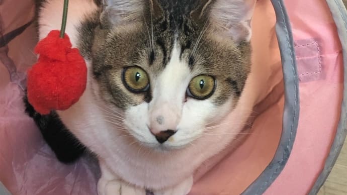 デブ猫‼️