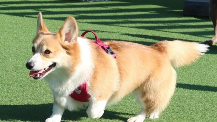 トトクロちゃんとベンキッチンさんへ