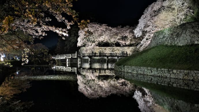 春の夜に 桜が満ちる 彦根城