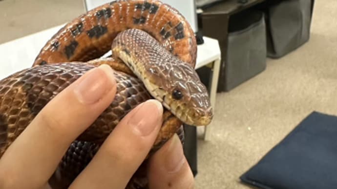 巳年の オンナ 其の弍