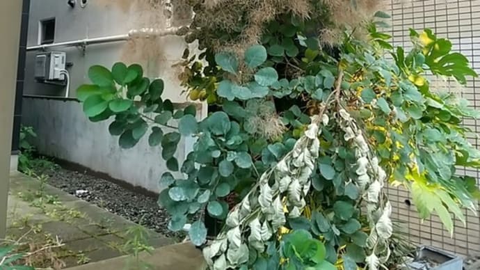 もふもふ