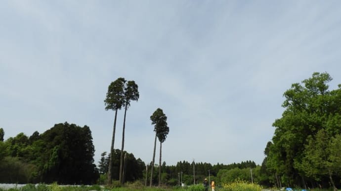 白子に 玉ねぎ狩り行ってきましたよ