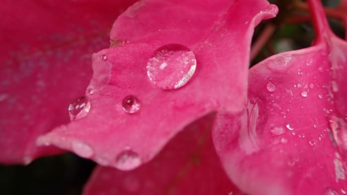 戯れ言 01/20 water dots on leaves.