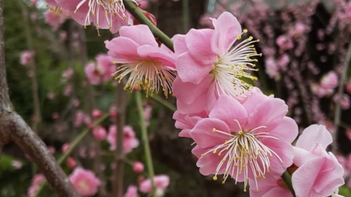 紅梅 白梅 しだれ梅 中山法華経寺