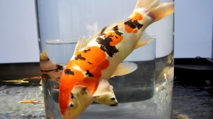 鯉や金魚の展示がすごい