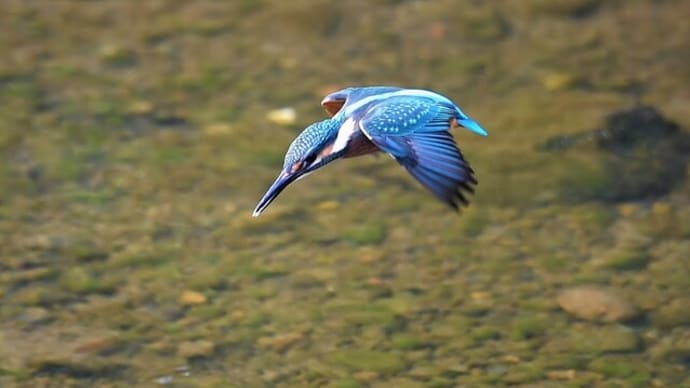 #カワセミと野鳥たち 1236