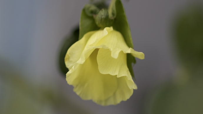 和棉の花の季節