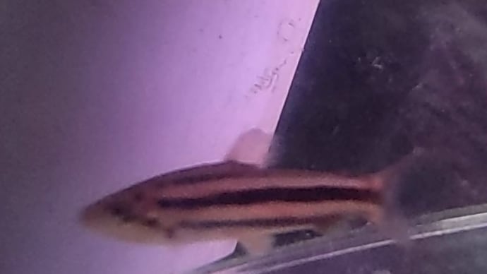 今週の入荷魚 11月10日