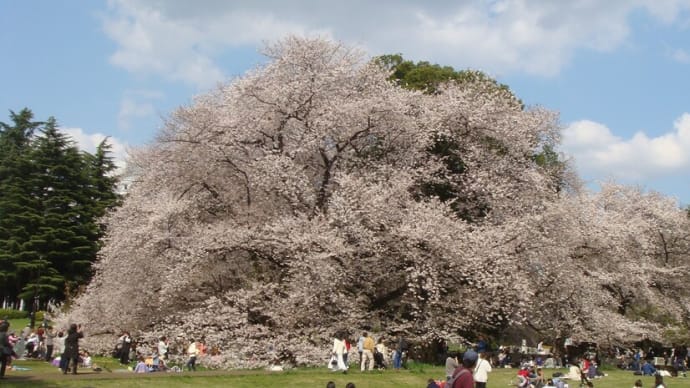 砧公園の桜