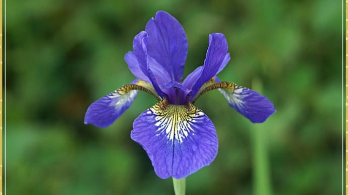 アヤメ科・・・アヤメ属の似た花びら