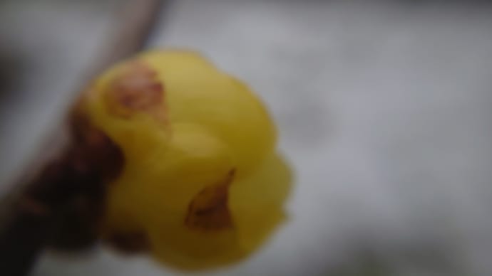 通勤途中の花(1月18日)