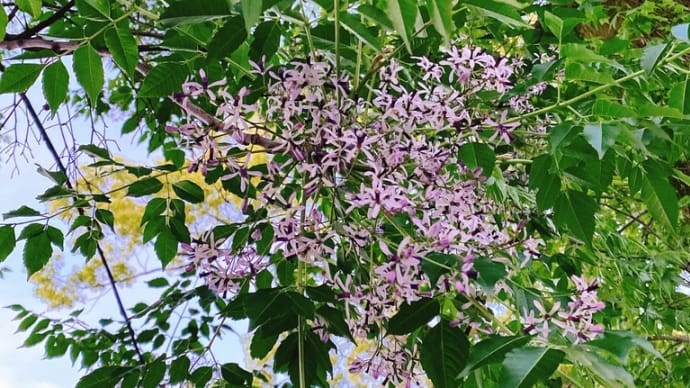 センダンの花☆