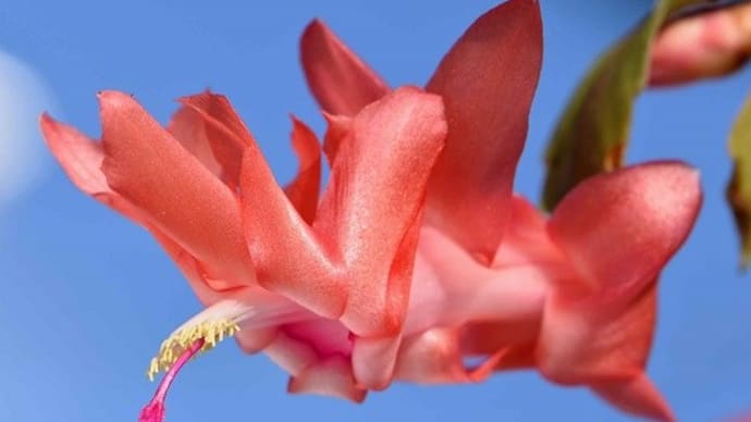 鉢植えのシャコバサボテン(7) 「フリーダ」