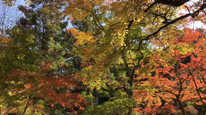 2022、宮島の紅葉