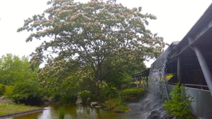 先週(6/23~29)及び先月(6月)の歩行実績&「南の花嫁さん」