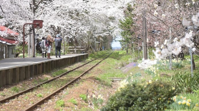 芦野公園②桜と電車