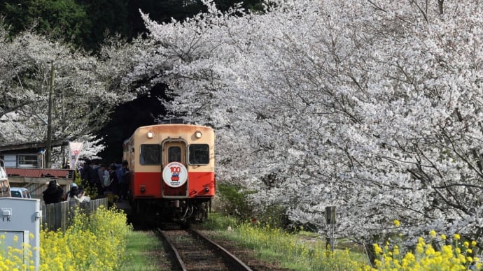 2025 さくら 小湊鉄道 Vol.16