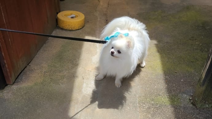 素敵なバラ園でした。