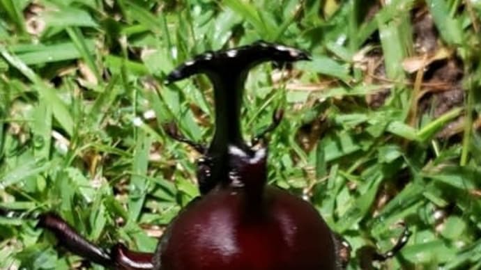 夜になって芝生にスプリンクラーで散水していると
