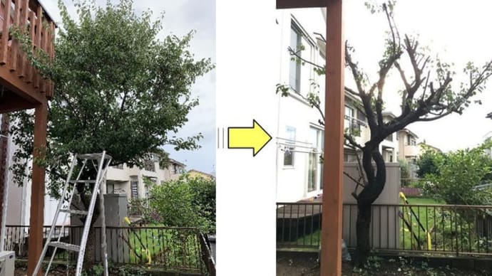 梅の木の枝が伸び放題となったと剪定作業ご依頼