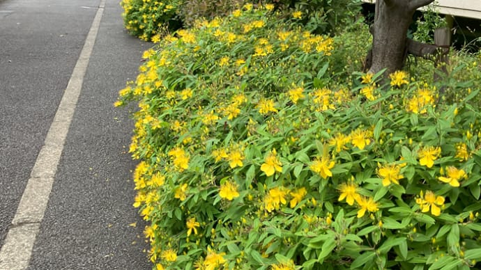 予定をこなしつつも花写真