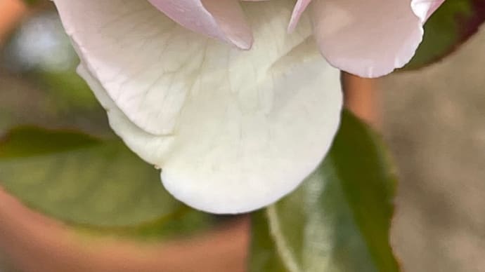 「C団地花の会」の花壇に咲く1輪の花に出会う🚶♀️散歩道
