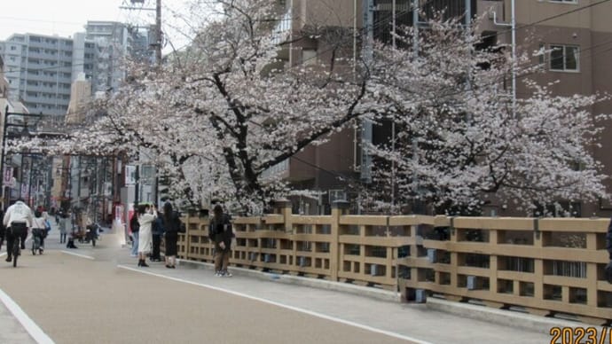 石神井川の桜