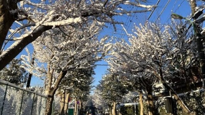 2022 初もの 初詣・初雪