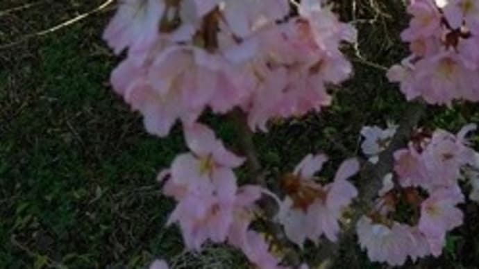 春ですね。