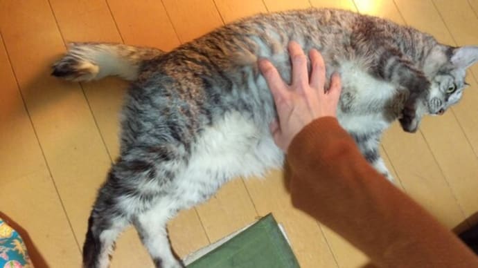 俳句 & にゃんこ