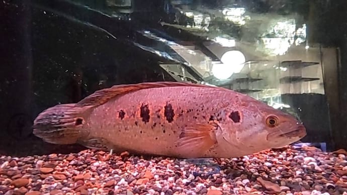 今週の入荷魚 1月18日