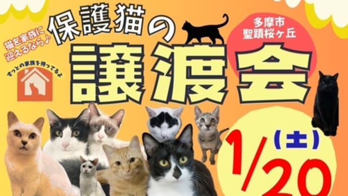 保護猫譲渡会in聖蹟桜ヶ丘1/20