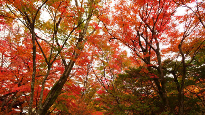 2022年・宝筐院の紅葉