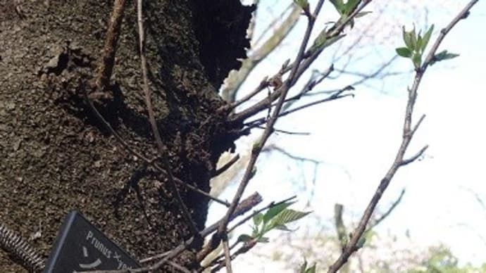桜散歩③高台の桜の小路