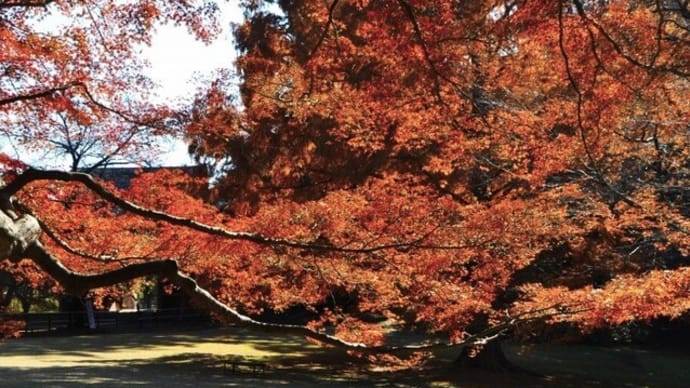 清水公園の紅葉