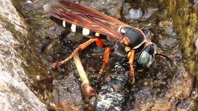 鈴の宮公園から堀上町の辺り