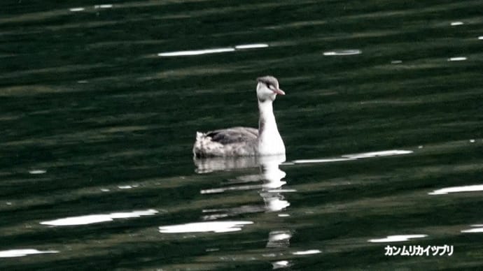 01/08探鳥記録写真-3:頓田貯水池の鳥たち-③(カンムリカイツブリ、カイツブリ、キンクロハジロ、コブハクチョウ、ジョウビタキ、ソウシチョウ、スズメ、)