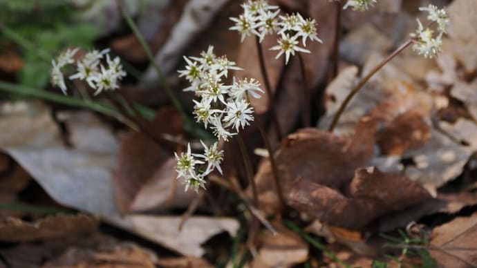 3月下旬の六甲高山植物園にて(PartⅢ)