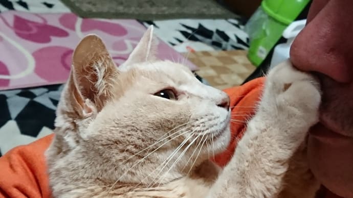 やっぱり ヤーニャ
