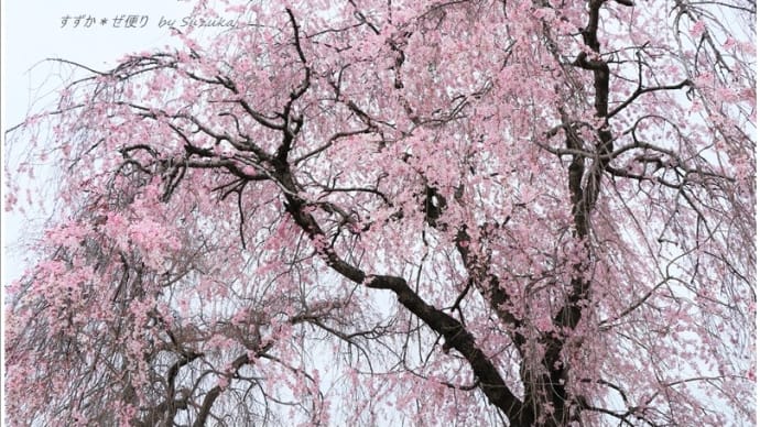 桜シャワー。