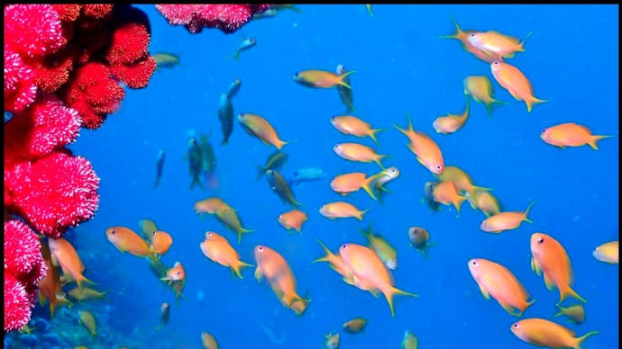 海中写真~キンギョハナダイの群れ・古座~