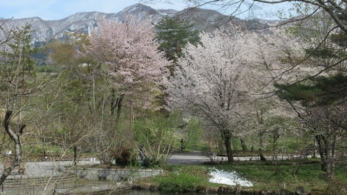 野草園の桜