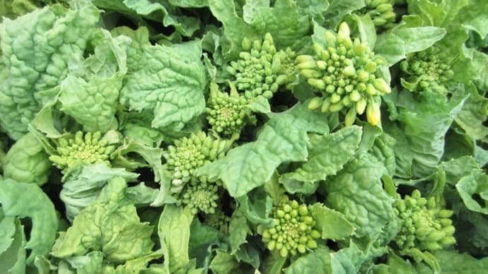 ナバナ「寒咲花菜」今年は未だ衰え知らず