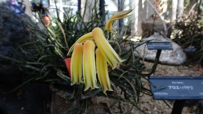 咲くやこの花館シリーズ スノードロップなど 多肉植物・高山植物室編