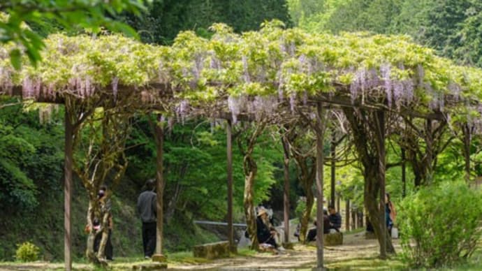 才ノ神の藤(2)