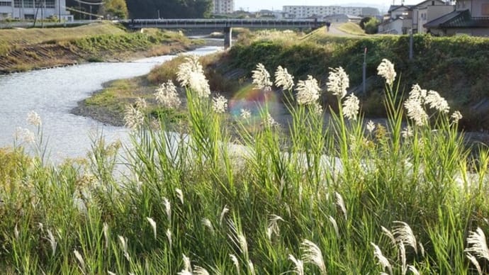 菊川土手をブラリ散歩