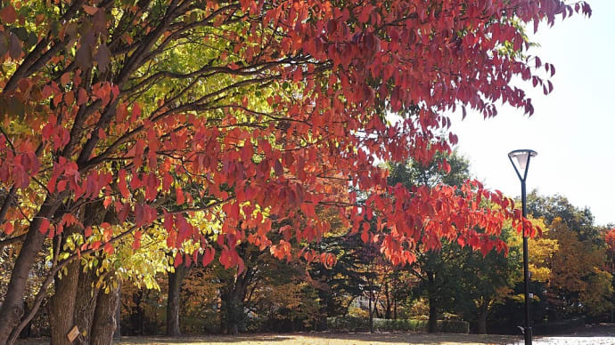 ★信州スカイパークの秋🍂　秋の美ヶ原の帰り道②　2022