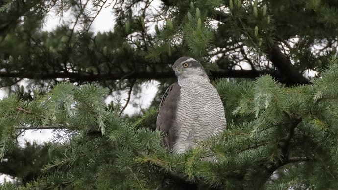 タデノクチブトサルゾウムシ!《 タデにいる小っちゃなゾウさんなのだ 》