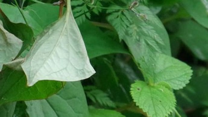 5月二回目の教室 初夏の白い花にハチ